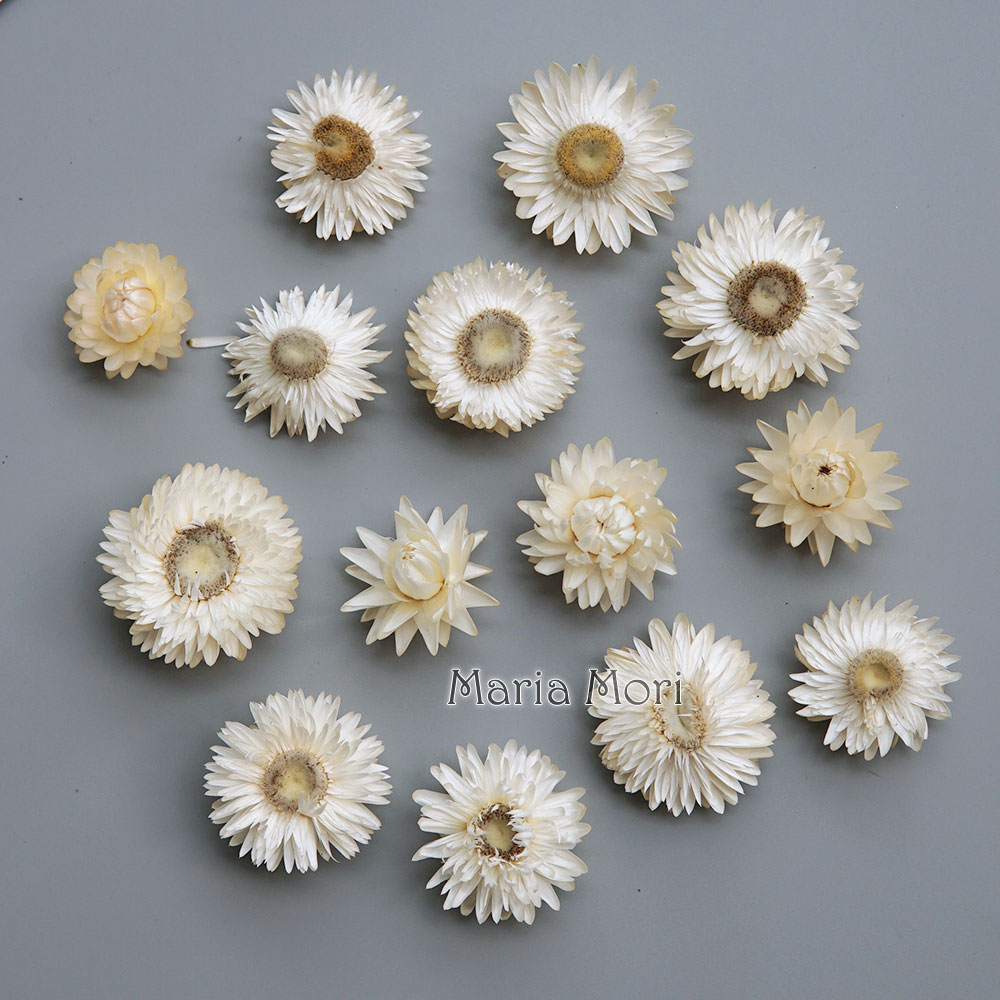 Candle Making Diy - Corona de crisantemo colorida seca Natural,